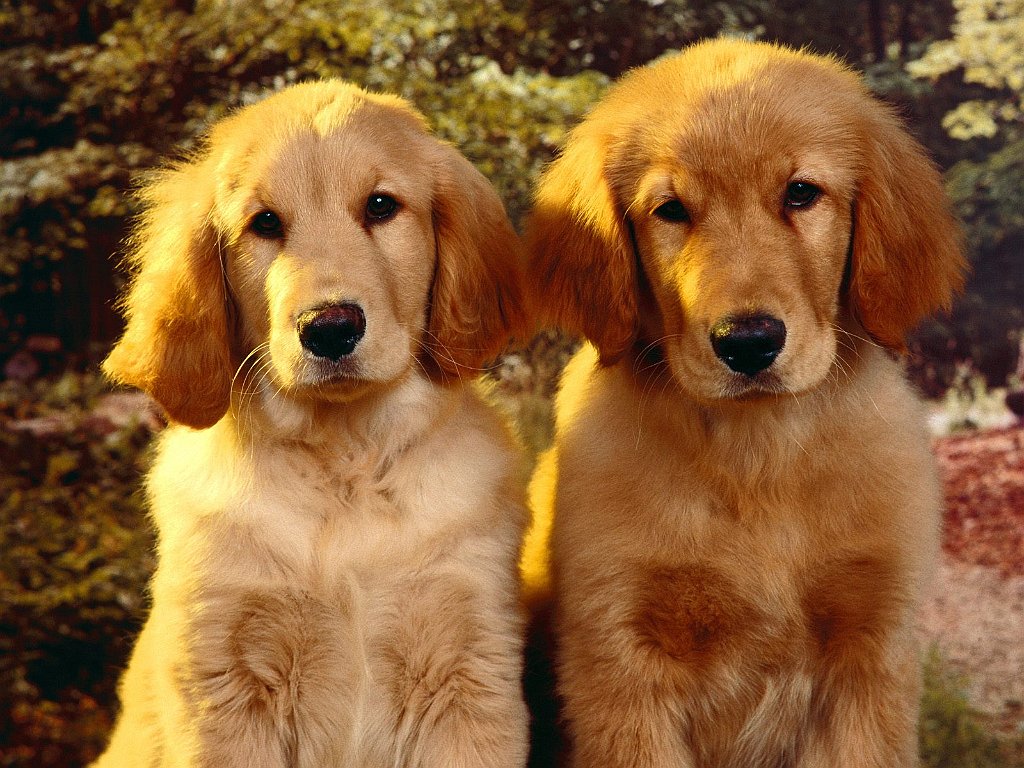 Rapt Attention